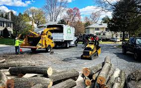 How Our Tree Care Process Works  in  Woonsocket, RI