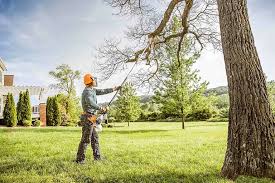 Best Root Management and Removal  in Woonsocket, RI