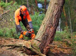 Lawn Maintenance Plans in Woonsocket, RI