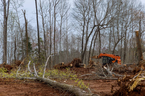Best Tree Risk Assessment  in Woonsocket, RI