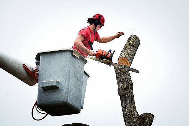 Woonsocket, RI Tree Care Company